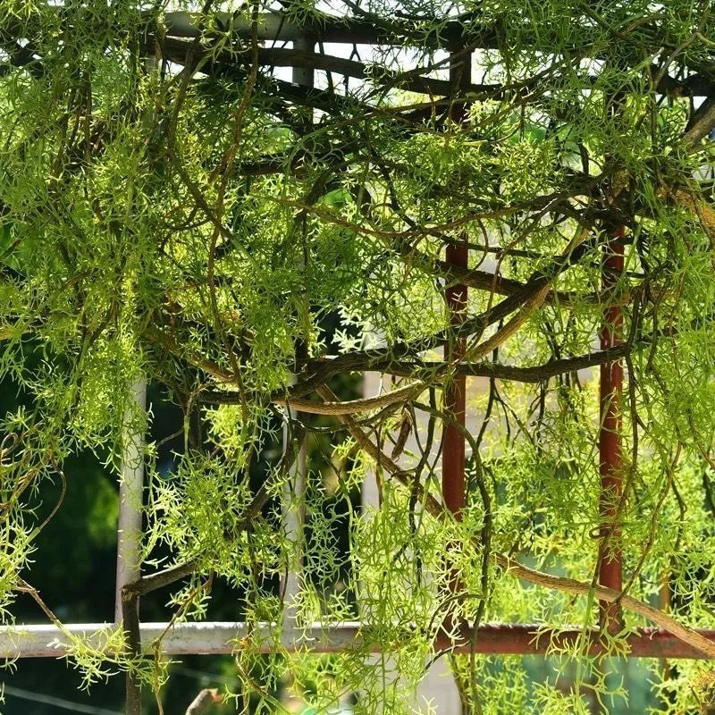 140 cm artificial plant black bone mango vine 1 piece 5 branches home wall hanging ivy green fake flower plant pine needles new