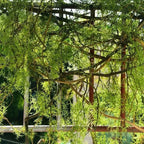 140 cm artificial plant black bone mango vine 1 piece 5 branches home wall hanging ivy green fake flower plant pine needles new