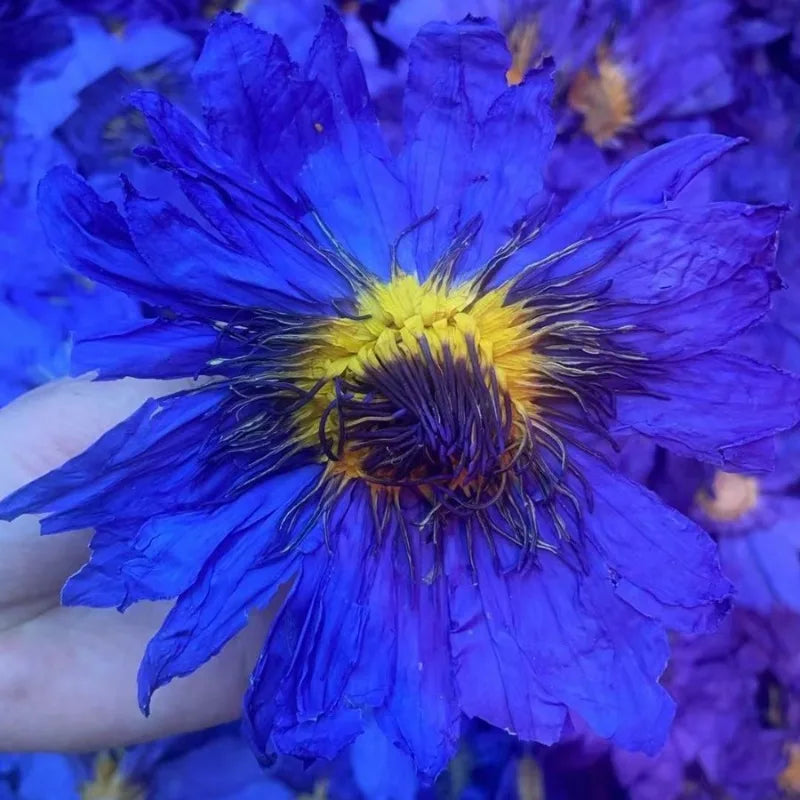 100% Top Natural Lotus Blossom Fragrant Dried Flowers Beauty Care Soap Candle Making Homemade Fragrance Home Decor Incense