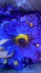 100% Top Natural Lotus Blossom Fragrant Dried Flowers Beauty Care Soap Candle Making Homemade Fragrance Home Decor Incense